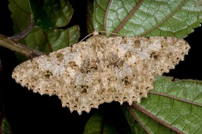 皺紋尺蛾 Racotis boarmiaria 雄蟲