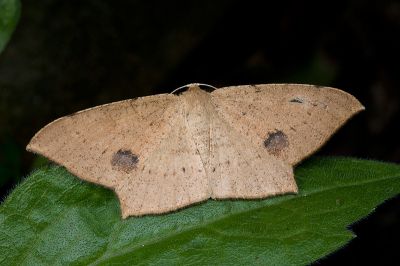 黃褐尖尾尺蛾 Zanclopera falcata 雌蟲