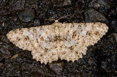皺紋尺蛾 Racotis boarmiaria 雌蟲