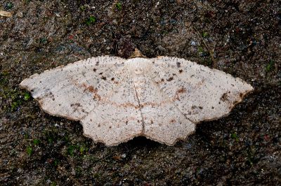 點紋小尺蛾 Ocoelophora lentiginosaria festa 雄蟲