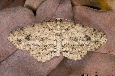 淡猗尺蛾 Ectropis bhurmitra 雄蟲