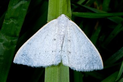排點素尺蛾 Lomographa guttulata 性別不明