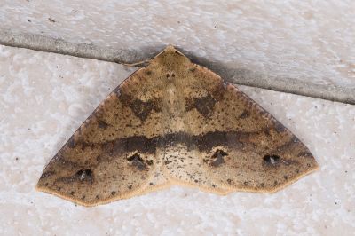 雙斑黃絨尺蛾 Psyra spurcataria 雄蟲