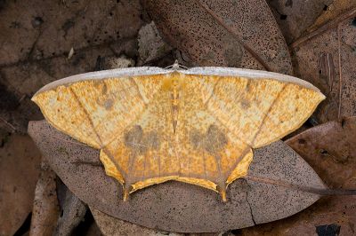 灰斑黃蝶尺蛾 Thinopteryx nebulosa 雌蟲