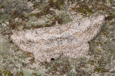 巒大山擬霜尺蛾 Psilalcis breta rantaizana 雄蟲