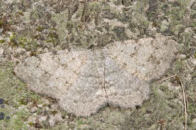 灰隱絨尺蛾 Gnophos delitescens 雌蟲