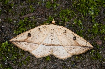 雙目安尺蛾 Entomopteryx rubridisca 雄蟲