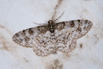 碎齒紋尺蛾 Protoboarmia amabilis 雄蟲