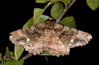 波刻尺蛾 Cryptochorina polychroia 雄蟲