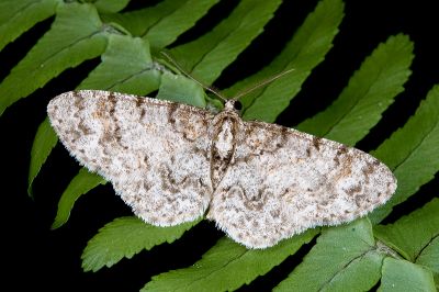 簡繁尺蛾 Myrioblephara simplaria simplaria 雄蟲