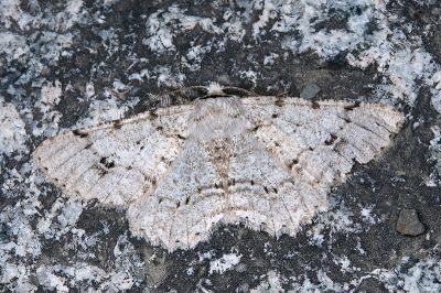 條斑污雪尺蛾 Lassaba brevipennis 雄蟲