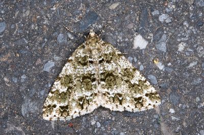無星尺蛾 Arichanna olivescens 雄蟲
