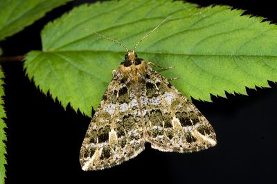 普氏星尺蛾 Arichanna pryeraria 雄蟲