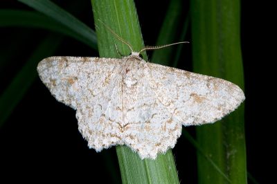 白波緣尺蛾 Cusiala boarmioides 雄蟲