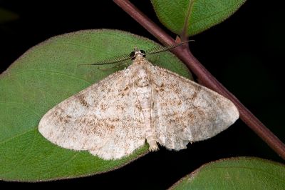 俄霜尺蛾 Alcis ectogramma 雄蟲
