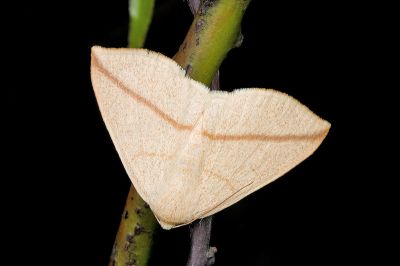 澄線尺蛾 Parabapta unifasciata 雄蟲