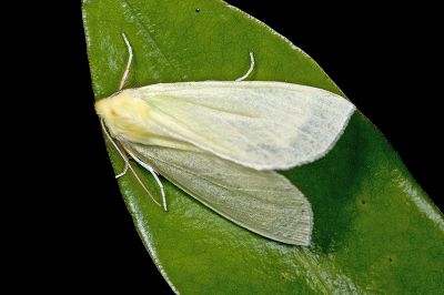 黃尺蛾 Doratoptera lutea 雄蟲