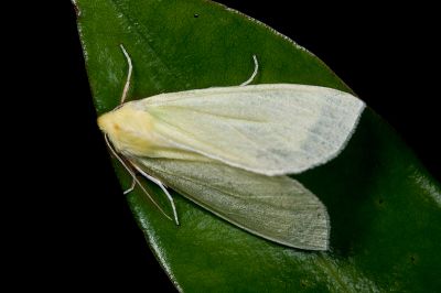 黃尺蛾 Doratoptera lutea 雄蟲