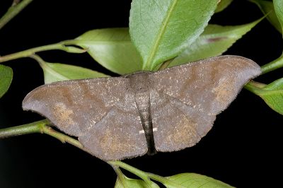 黯鉤尺蛾 Hyposidra aquilaria 雄蟲