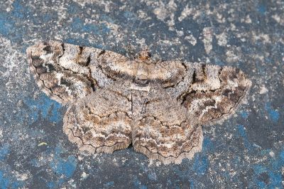 碎紋擬霜尺蛾 Psilalcis pulveraria 雌蟲