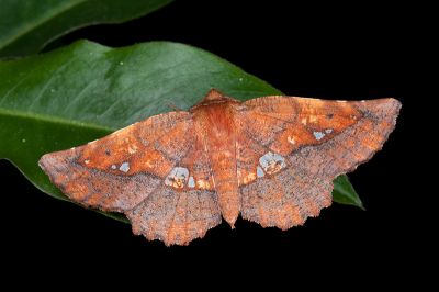 透斑鈎角尺蛾 Garaeus specularis specularis 雌蟲