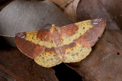 頂斑黃普尺蛾 Pseudomiza aurata 雄蟲