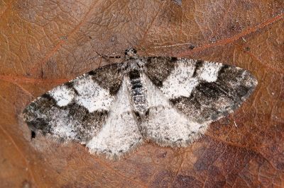 鞍馬山霜尺蛾 Alcis anmashanensis