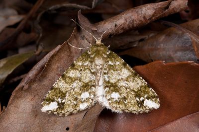 白斑星尺蛾 Arichanna albomacularia 雄蟲