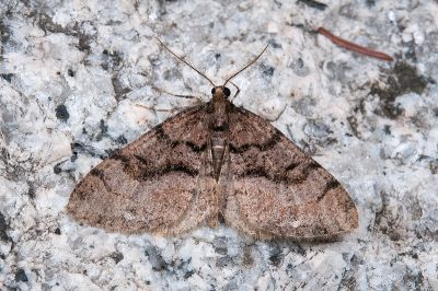 三線猗尺蛾 Anectropis semifascia 雄蟲