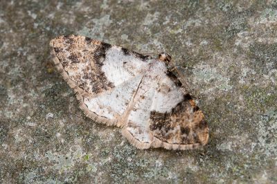 白基擬霜尺蛾 Psilalcis albibasis 雄蟲