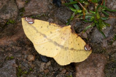 頂斑黃普尺蛾 Pseudomiza aurata 雄蟲