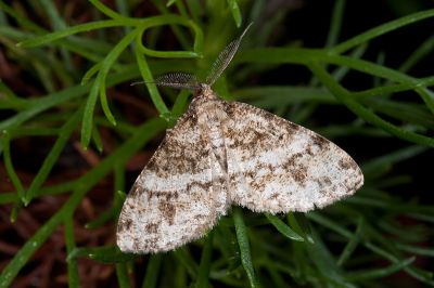 黑斑微黃尺蛾 Deileptenia rimosaria 雄蟲