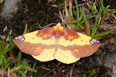 頂斑黃普尺蛾 Pseudomiza aurata 雄蟲