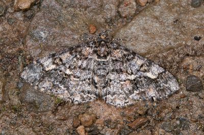 暗黃斑霜尺蛾 Alcis taiwanovariegata