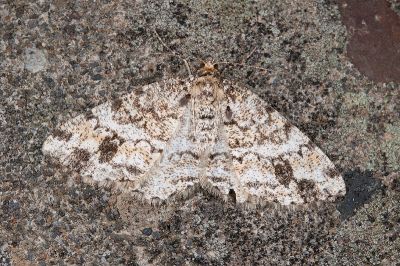 黑斑微黃尺蛾 Deileptenia rimosaria 雌蟲