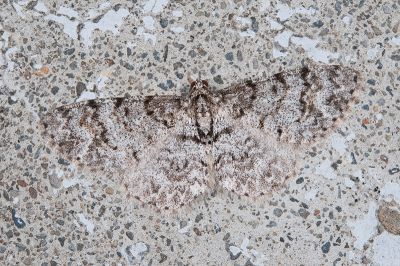 簡繁尺蛾 Myrioblephara simplaria simplaria 雌蟲