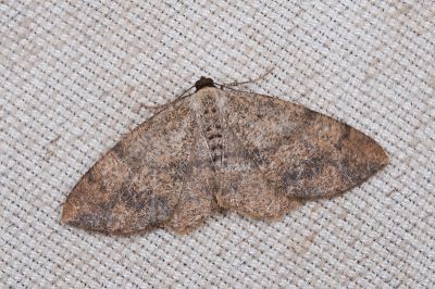 大褐緣黃尺蛾 Lophobates ochrolaria 雌蟲
