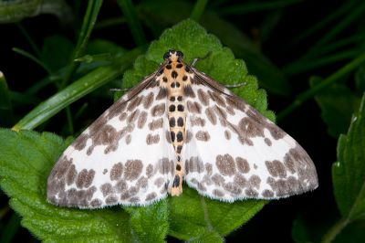 排尺蛾 Dilophodes elegans khasiana 雄蟲