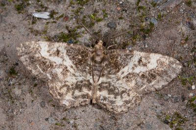 臺灣微黃尺蛾 Deileptenia argillacearia 雄蟲