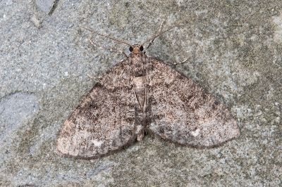 姬三線猗尺蛾 Anectropis fumigata 雄蟲