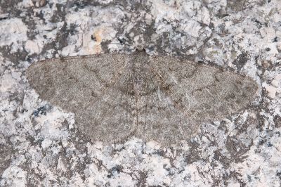 暗紋褐尺蛾 Hypomecis monotona 雌蟲