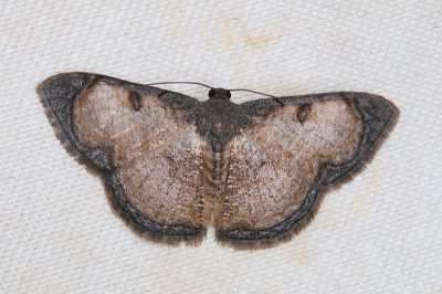 褐框尺蛾 Hydatocapnia gemina 雌蟲