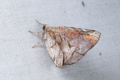 污紋鈎角尺蛾 Agaraeus discolor 雄蟲