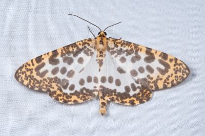 大斑豹紋尺蛾 Epobeidia tigrata maxima 雄蟲