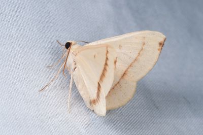 圓黃蟠尺蛾 Eilicrinia flava 雄蟲