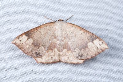 Peralostega deletaria deletaria 雌蟲