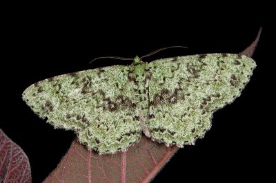 鋸紋四星尺蛾 Ophthalmitis herbidaria 雄蟲