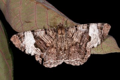 刮紋玉臂尺蛾 Xandrames latiferaria curvistriga 雌蟲