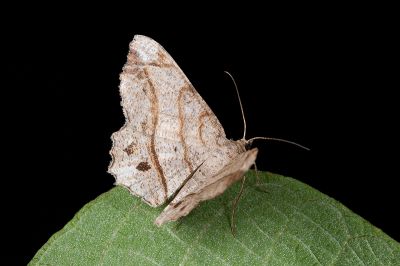 六窗帶尾尺蛾 Chiasmia hebesata 雌蟲