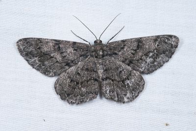黑齒紋灰褐尺蛾 Hypomecis roboraria amplaria 雌蟲